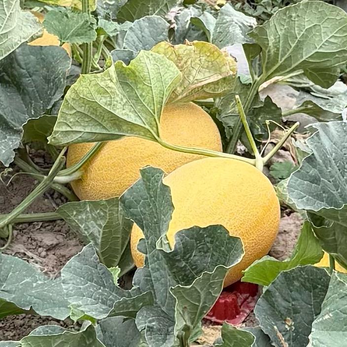 新疆珠珠哈密瓜