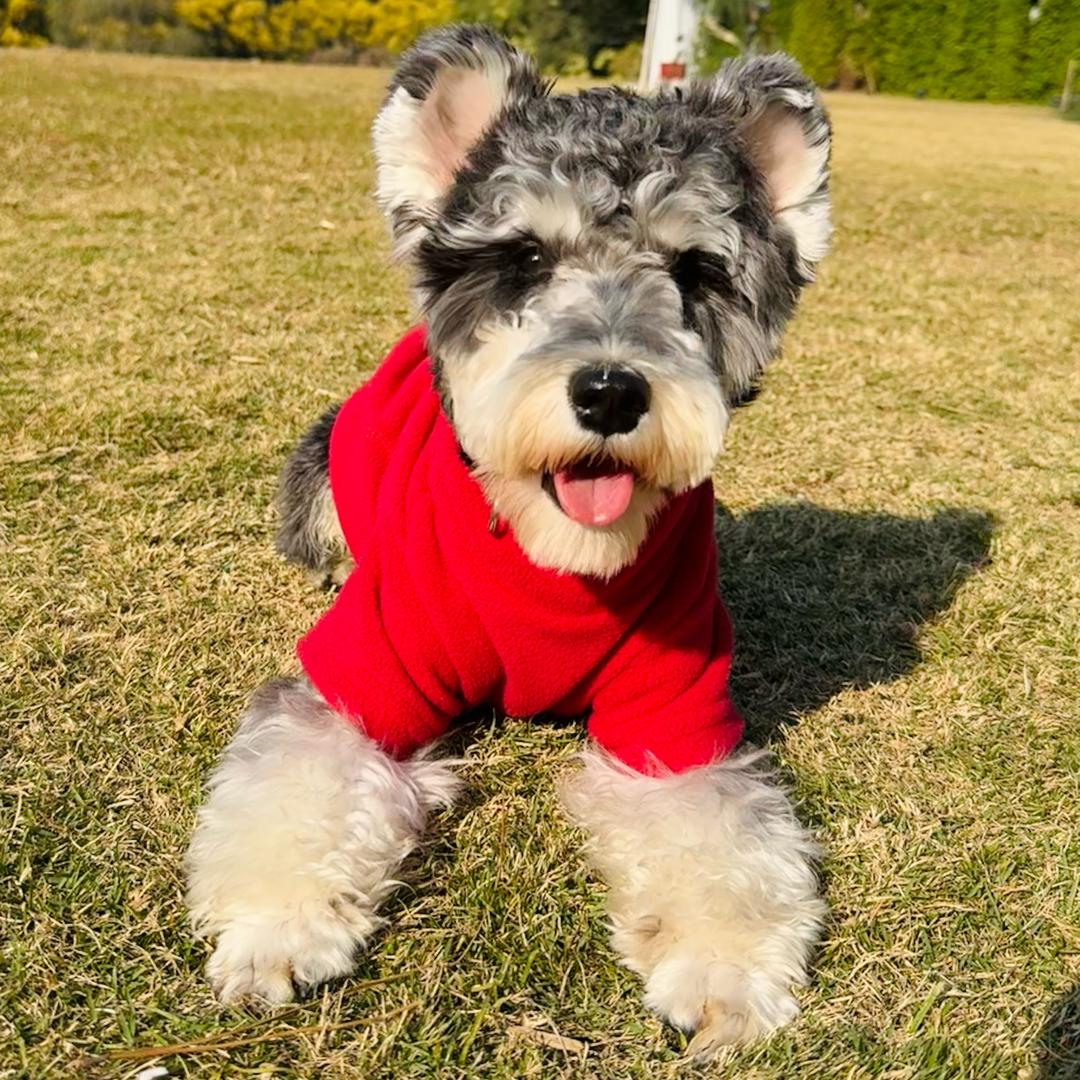 七七是只雪纳瑞