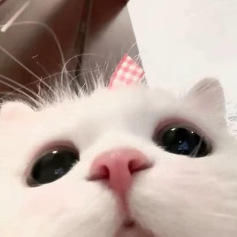 本宝烦