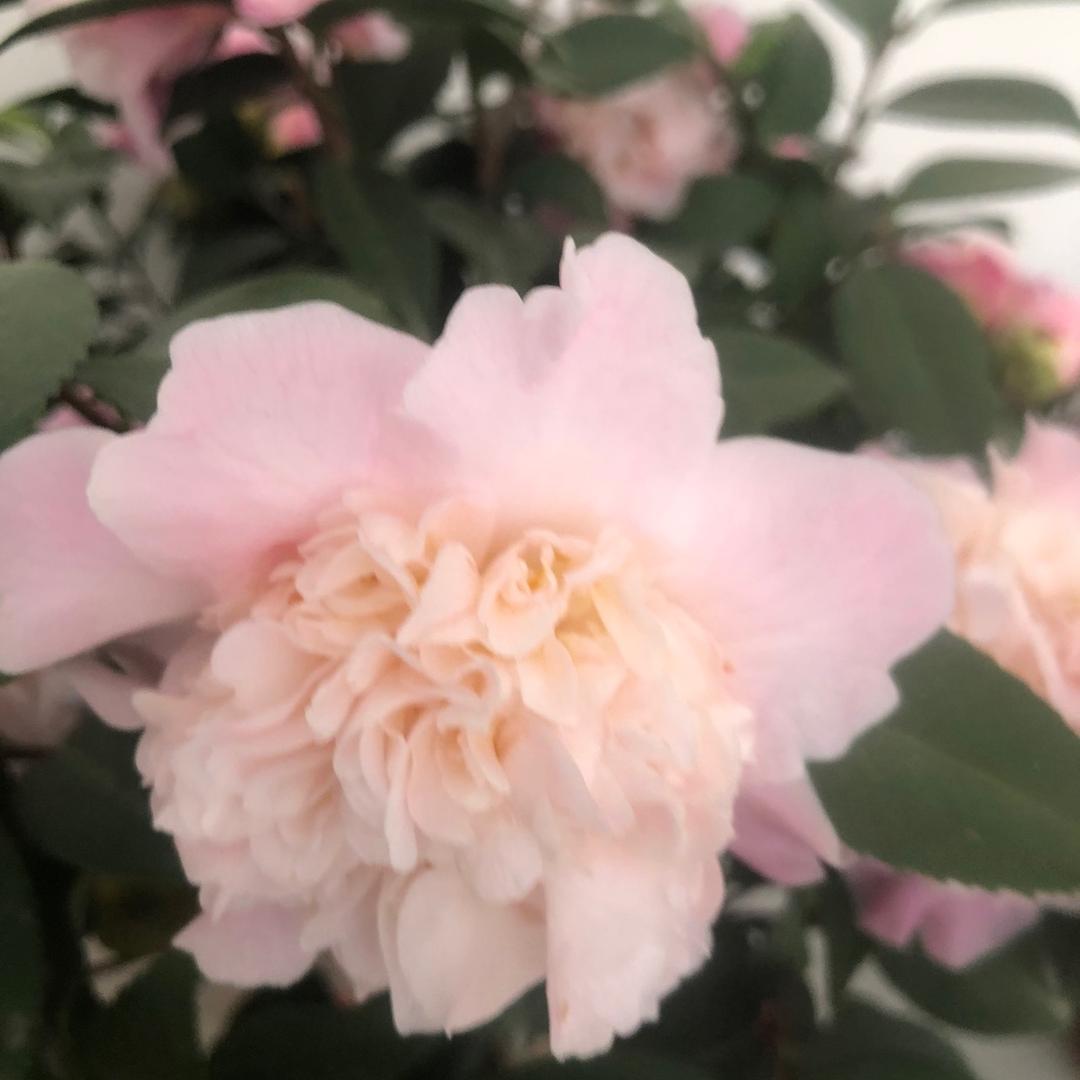 伍
