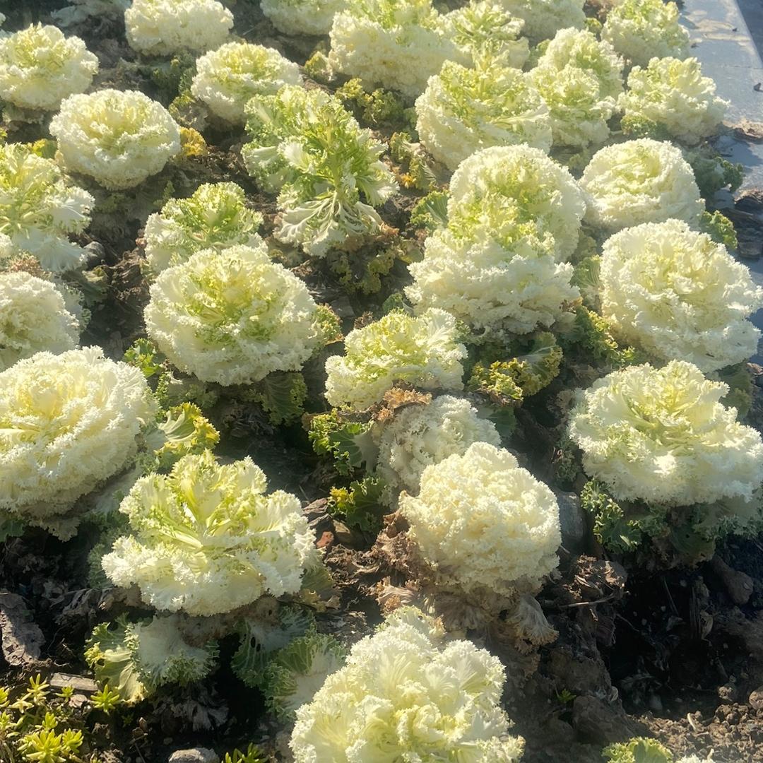明天会更好