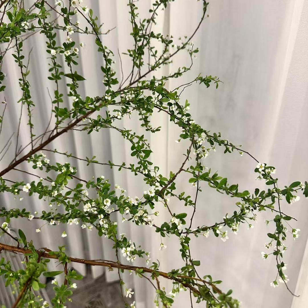 瑞逸绿植