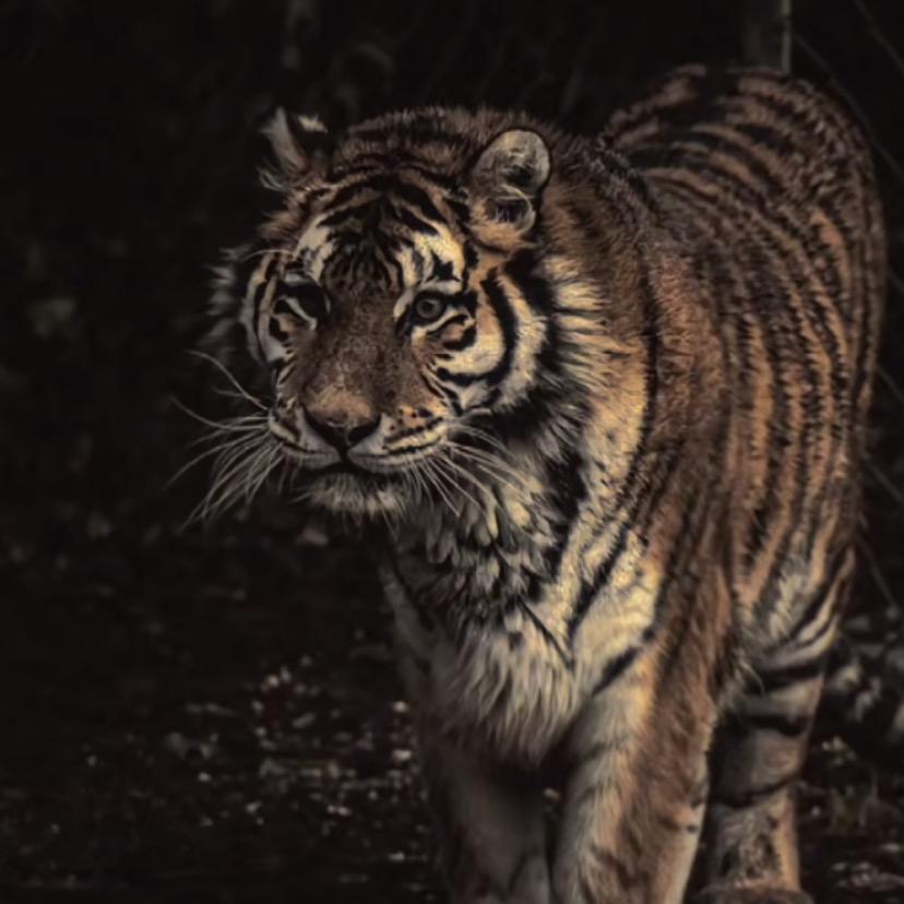 就叫保仔🤝🤝