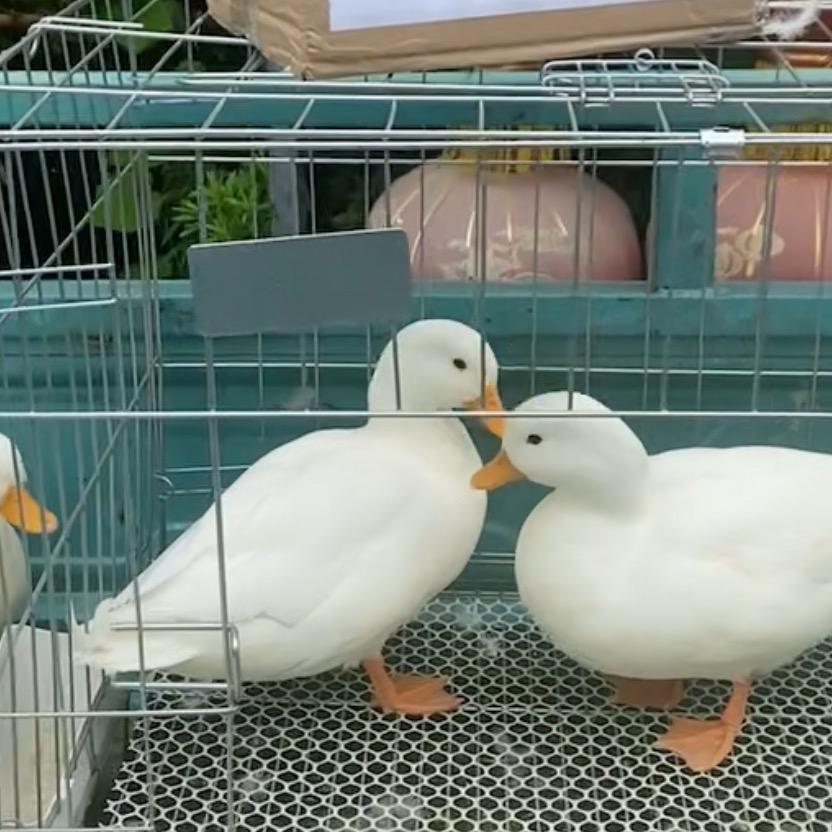 老石禽业