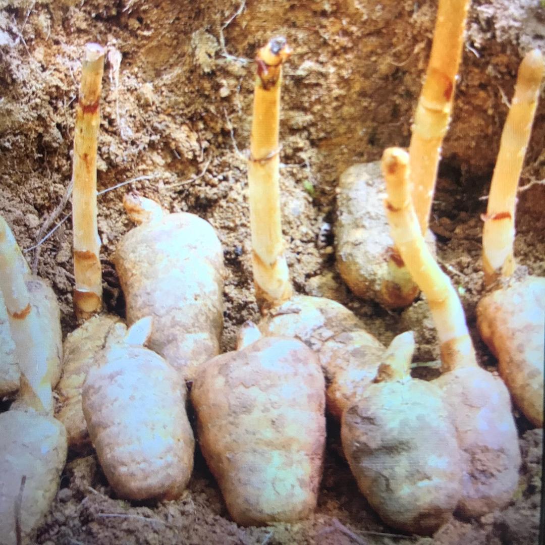 种植天麻的新农人