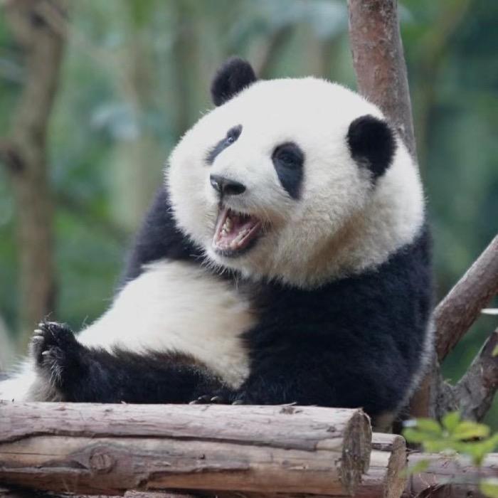 大可精品水果