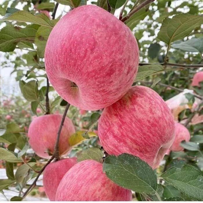 上戈苹果@果园直发