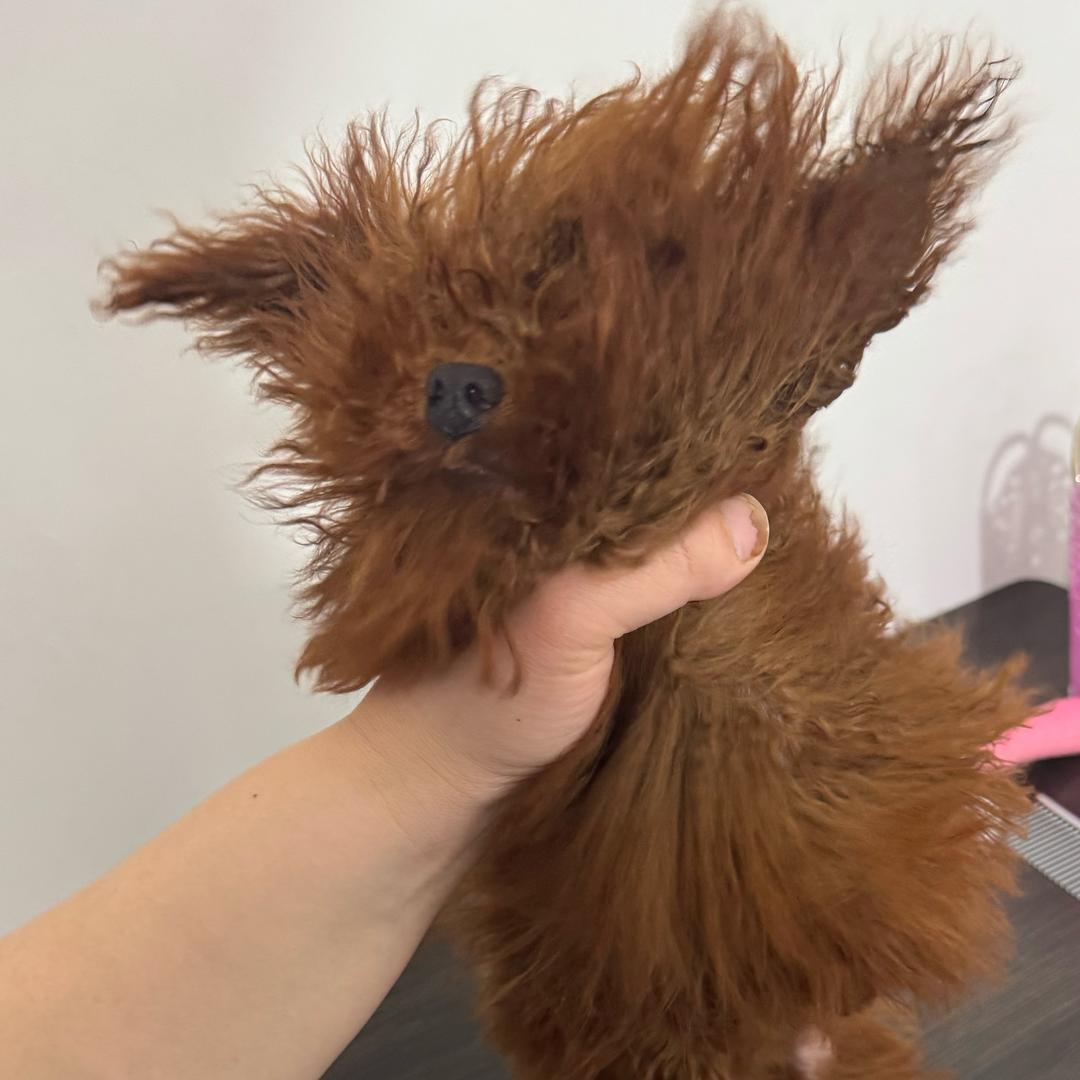 恺馨家萌宠联盟