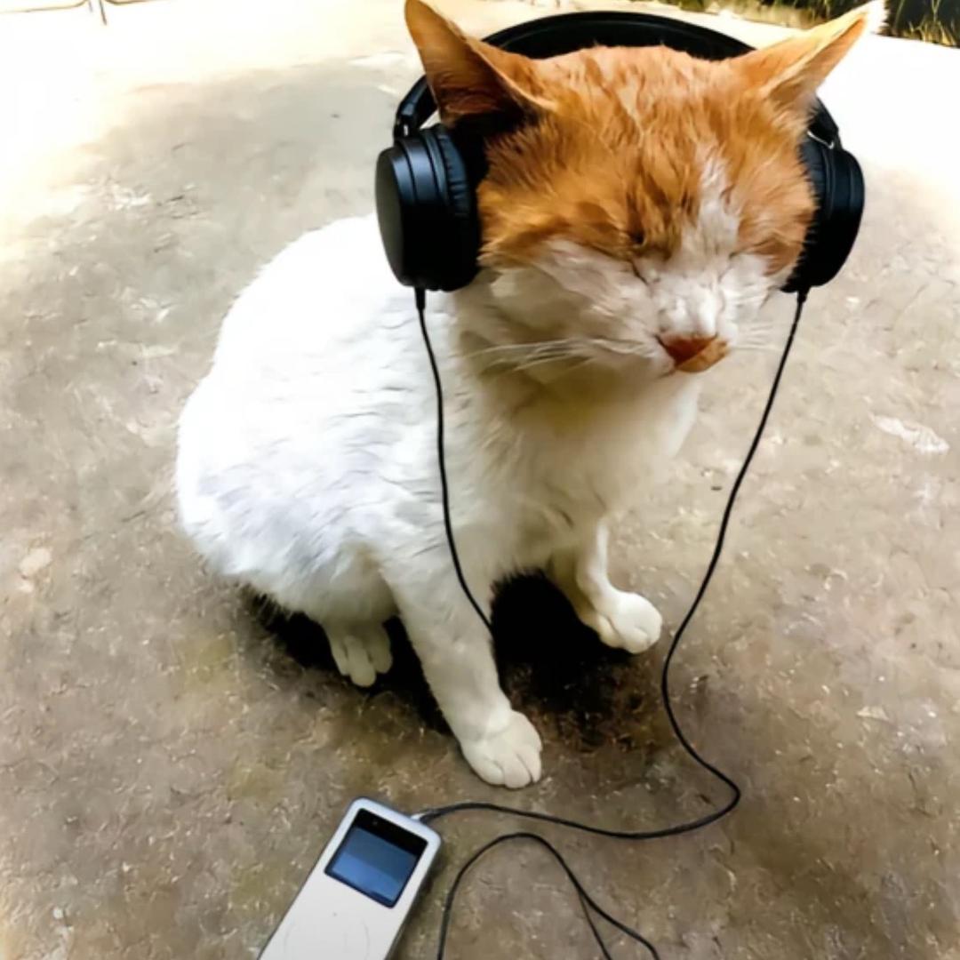 爱吃秋刀鱼的猫