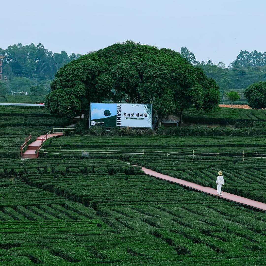 逸山海·小茶园（惠州万亩茶园店）