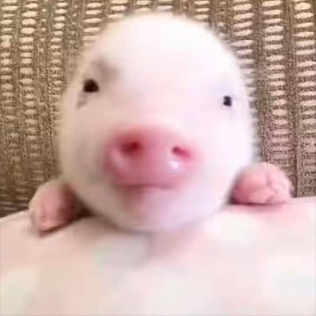 好运来来来