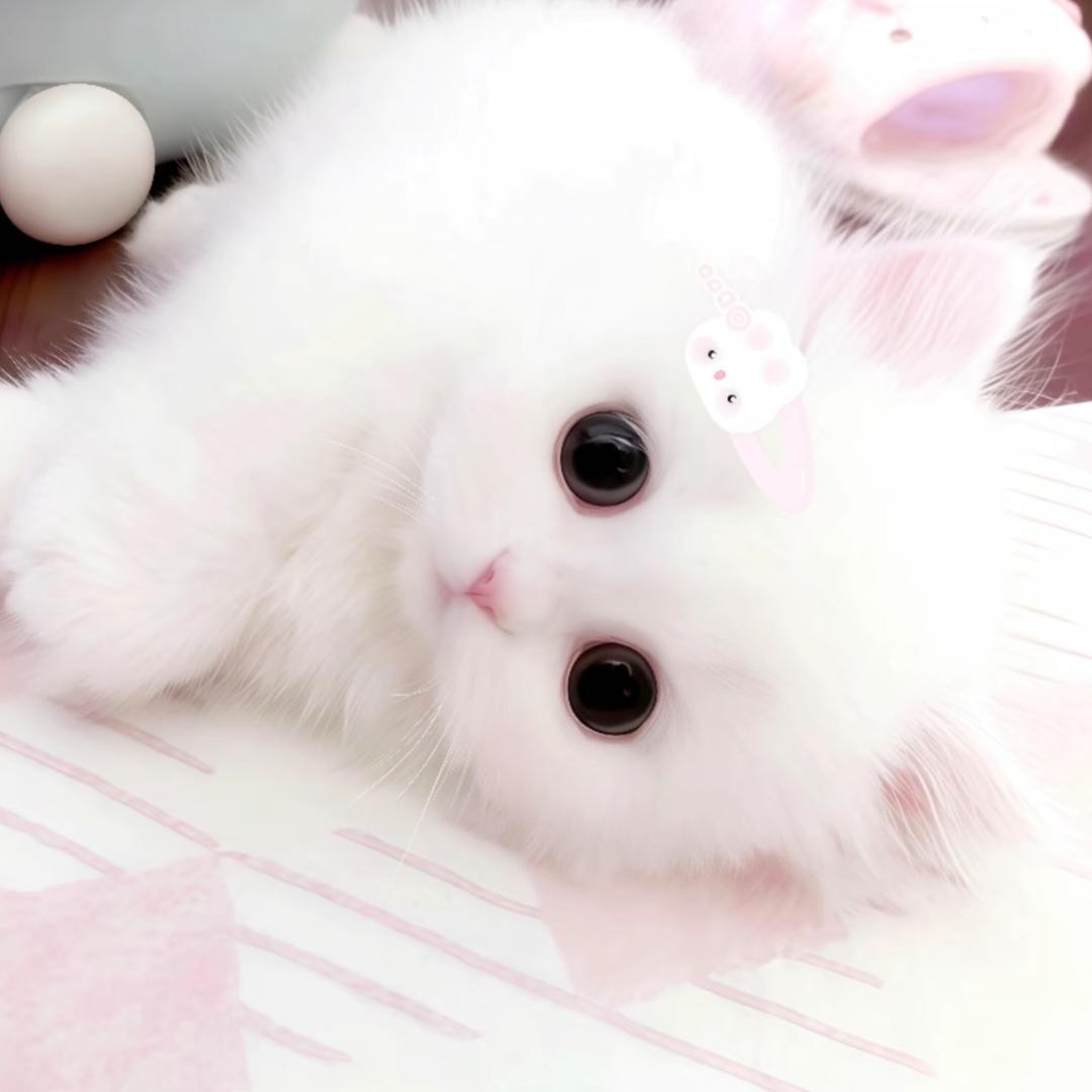 摸摸琪琪头