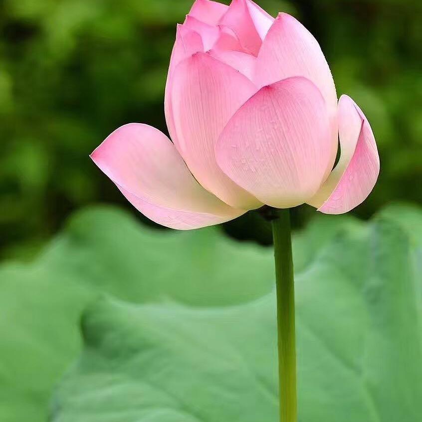 秦细平