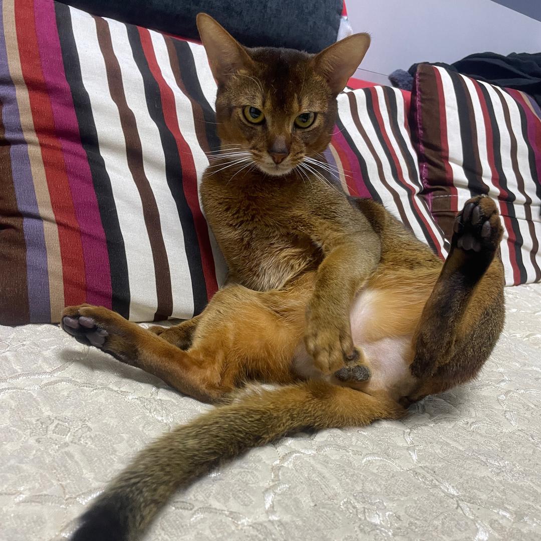 s.