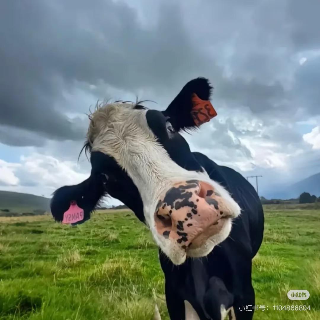 做自己der理想型