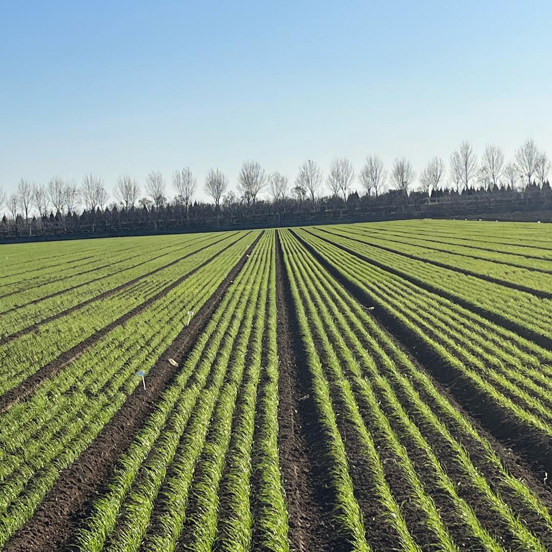 莓好未来