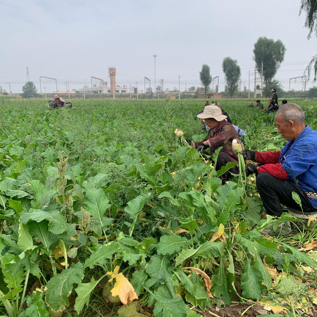 晓九农产品供应链