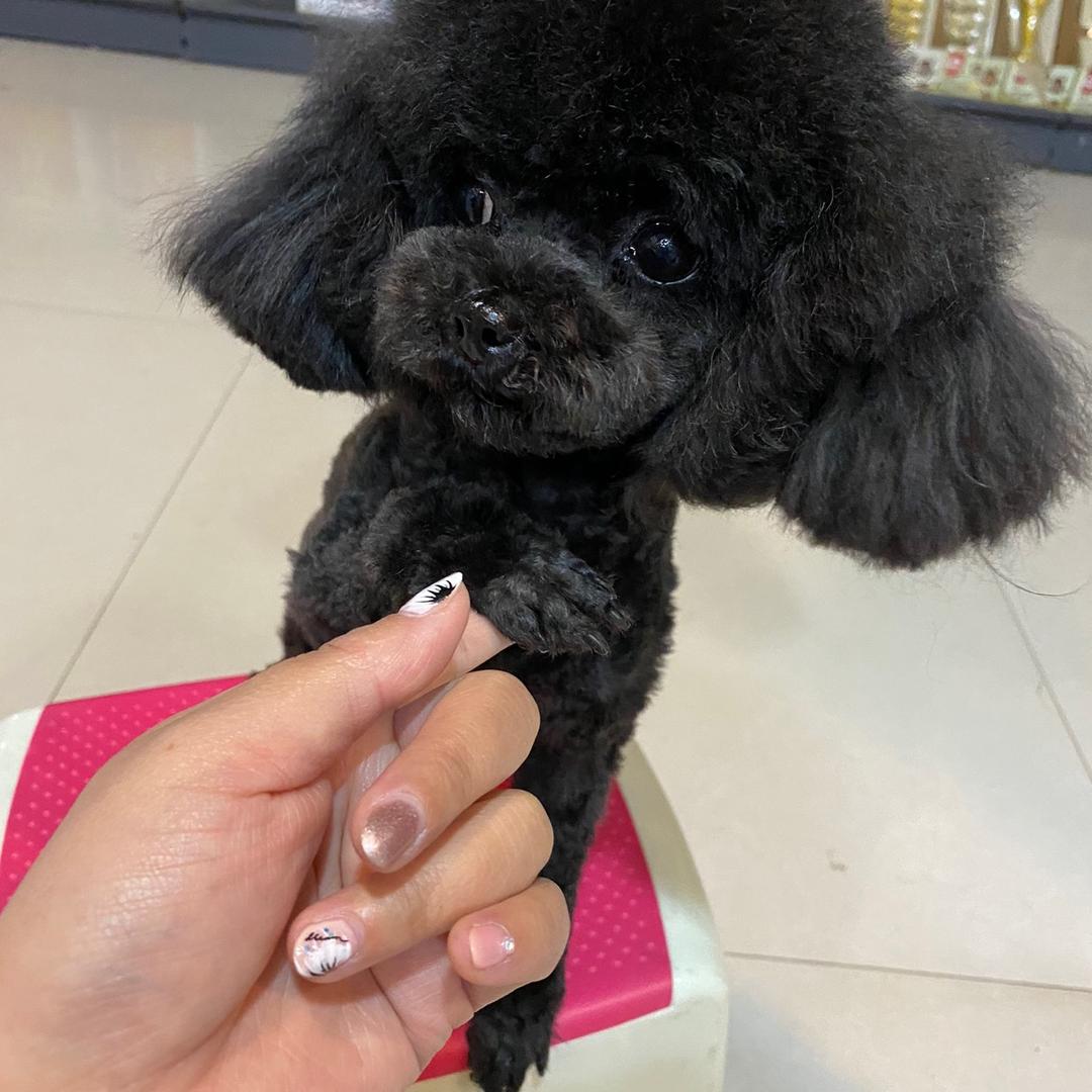 🦋维多莉亚的秘密🦋