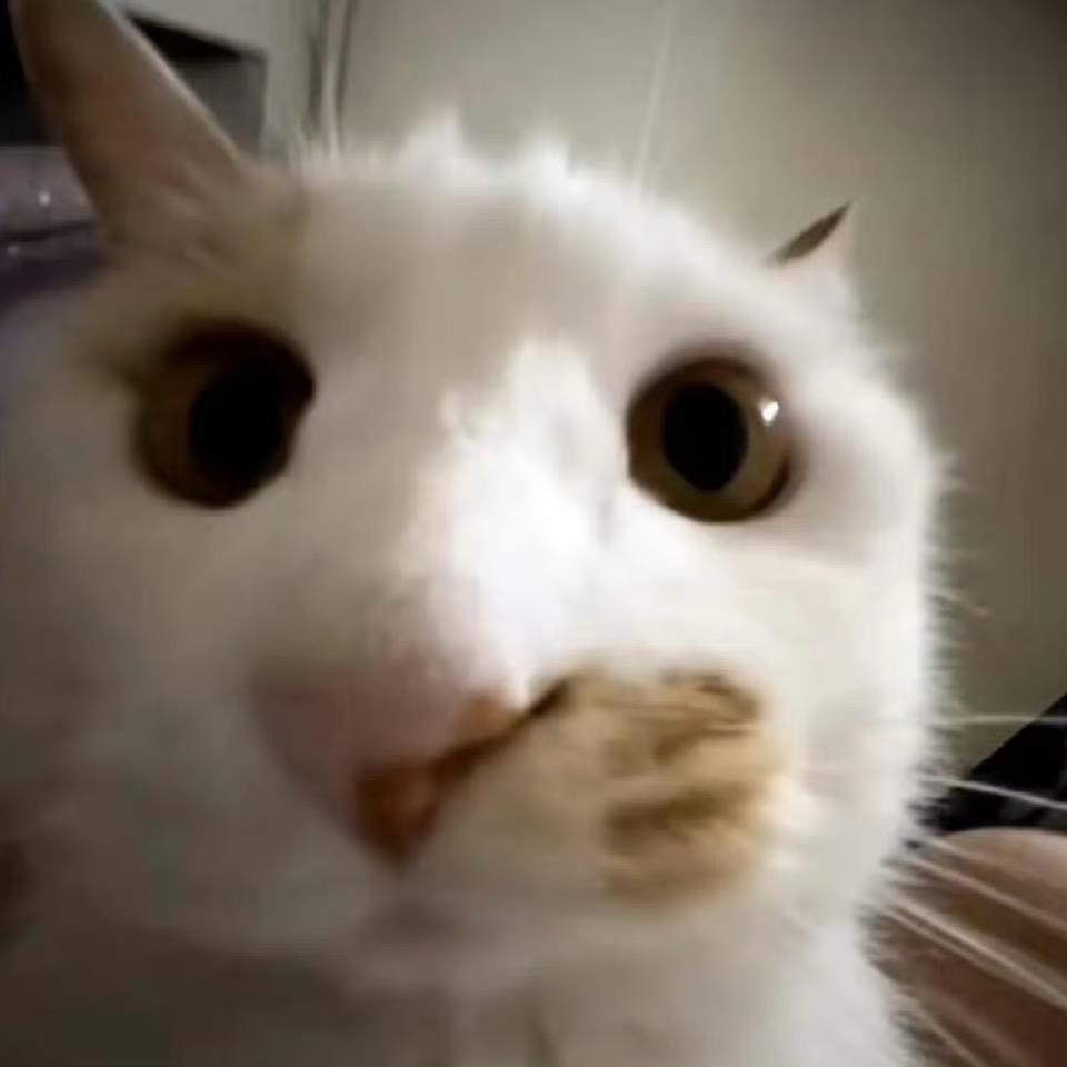 狗带