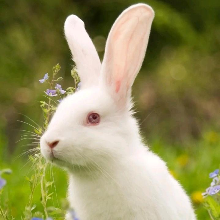 命中注定有🐰你🐰