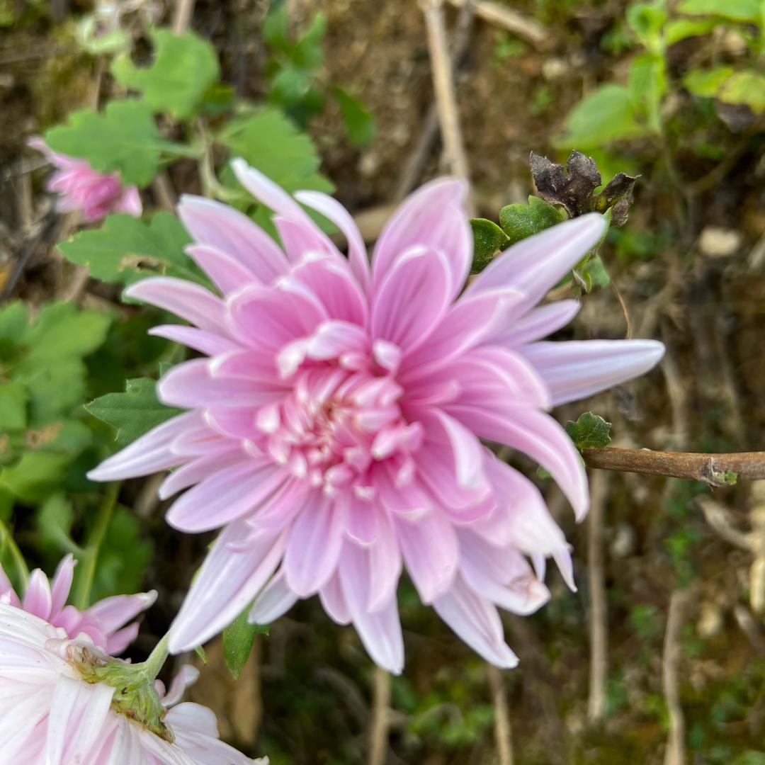 梦中花样年华
