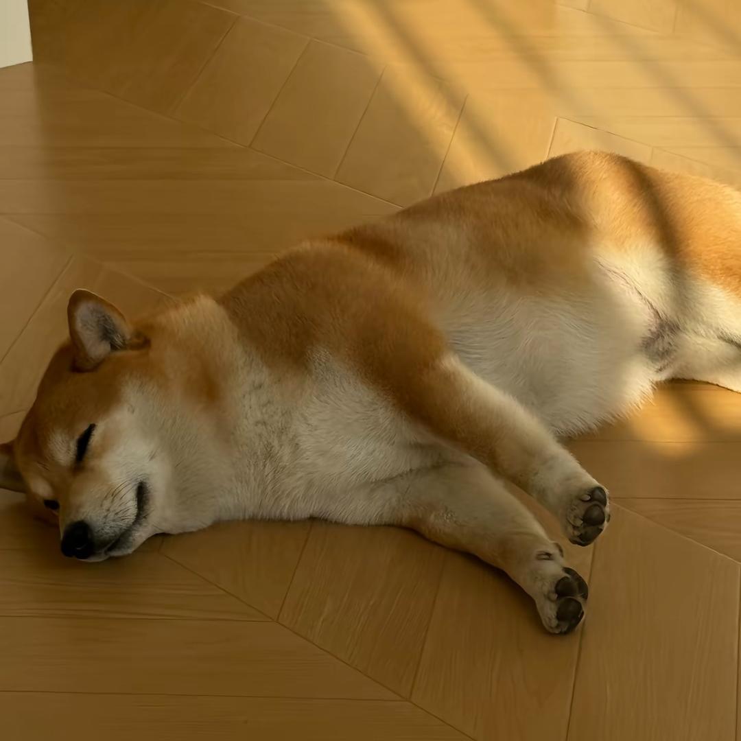 熊出有
