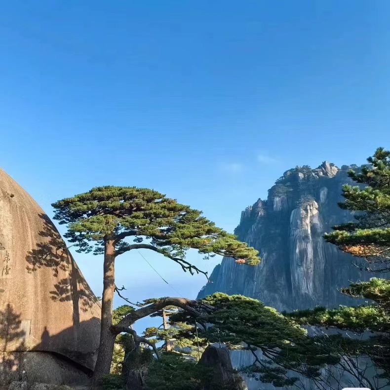 水哥的松间有美松园