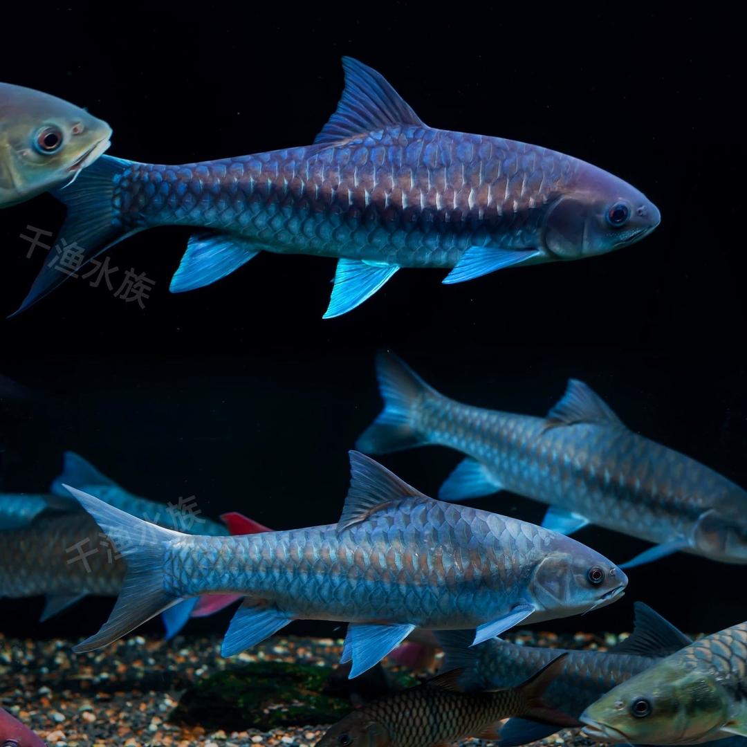 多彩渔业原生鱼