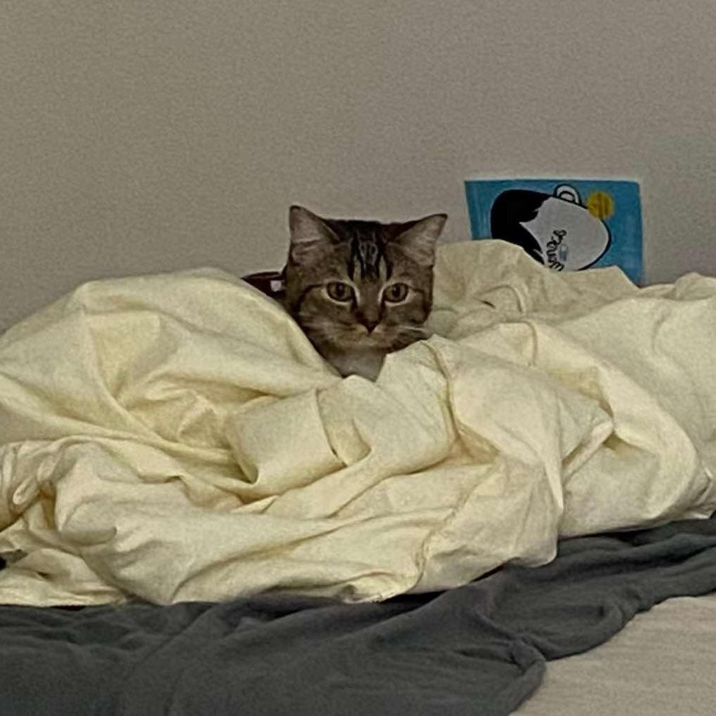 🐈