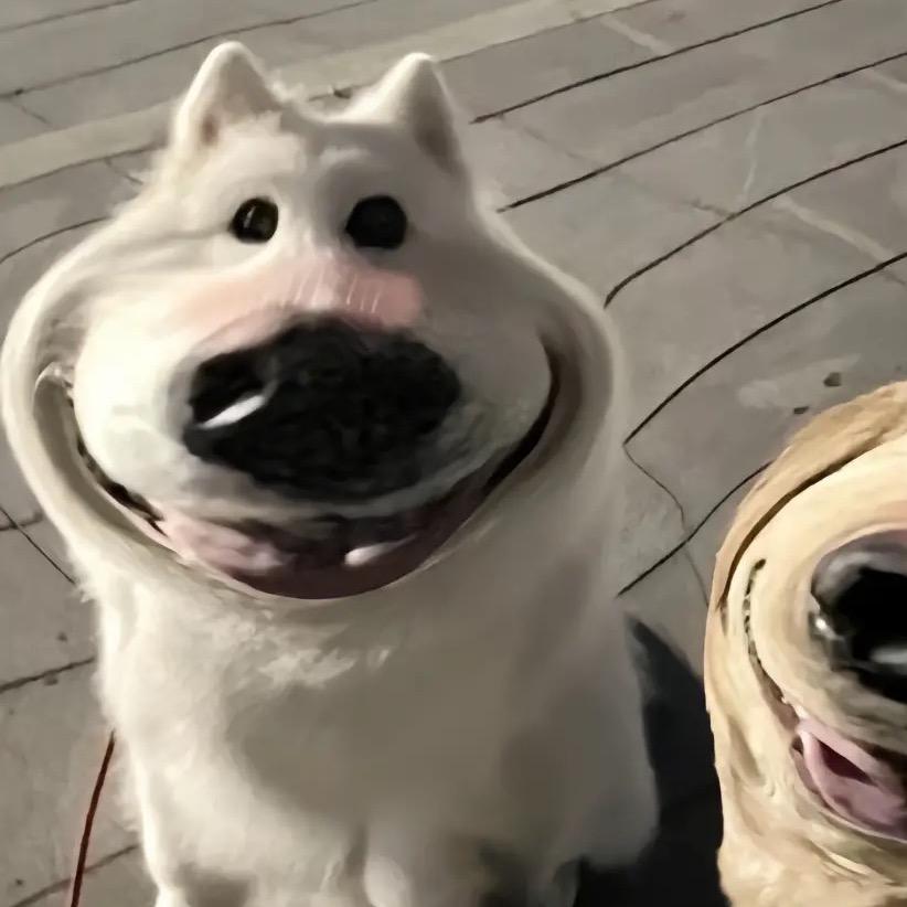 是快乐的土狗啊～