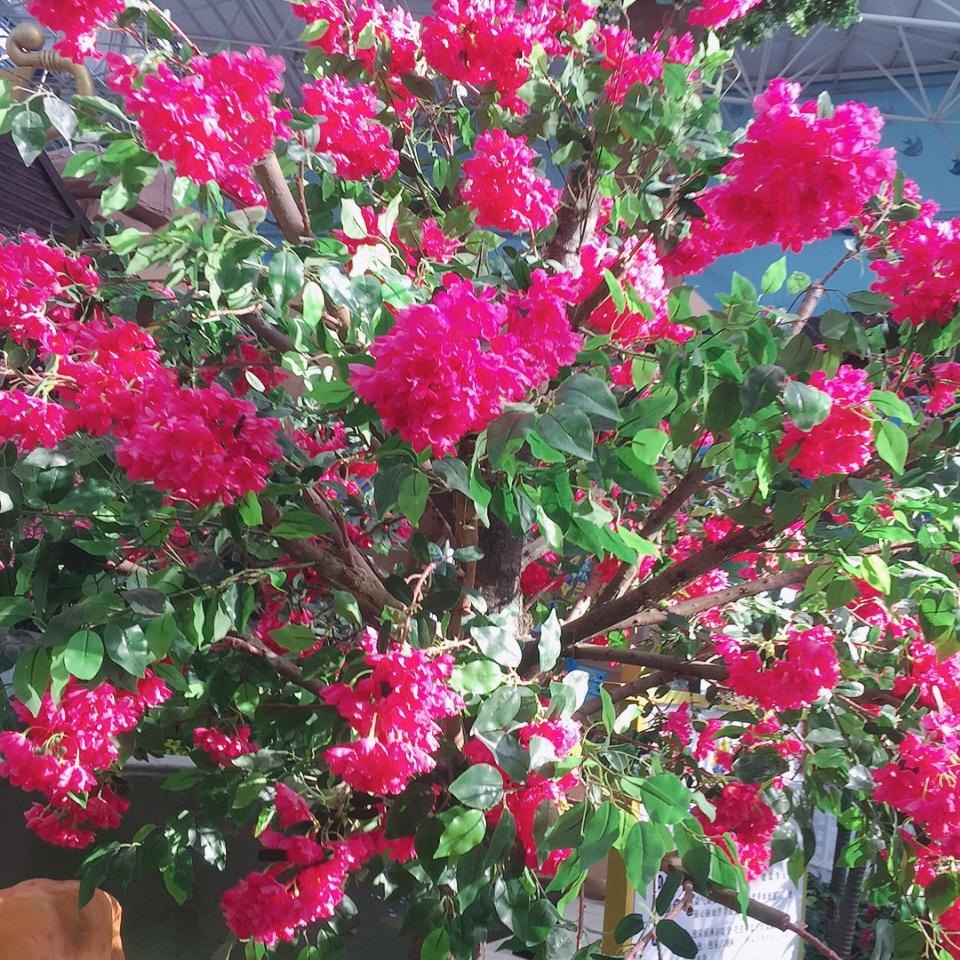 银色花海296