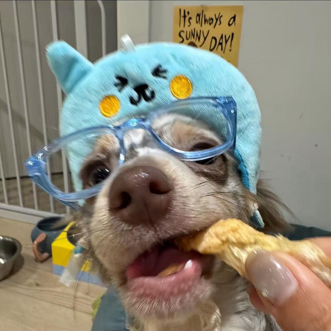 呆呆猫