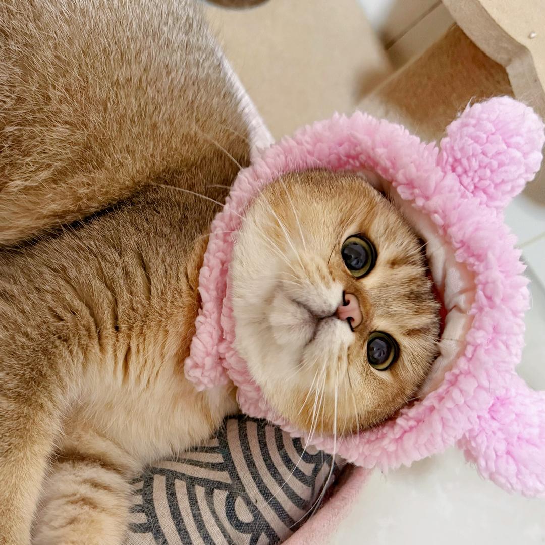 嘟嘟是猫不是猪🔥