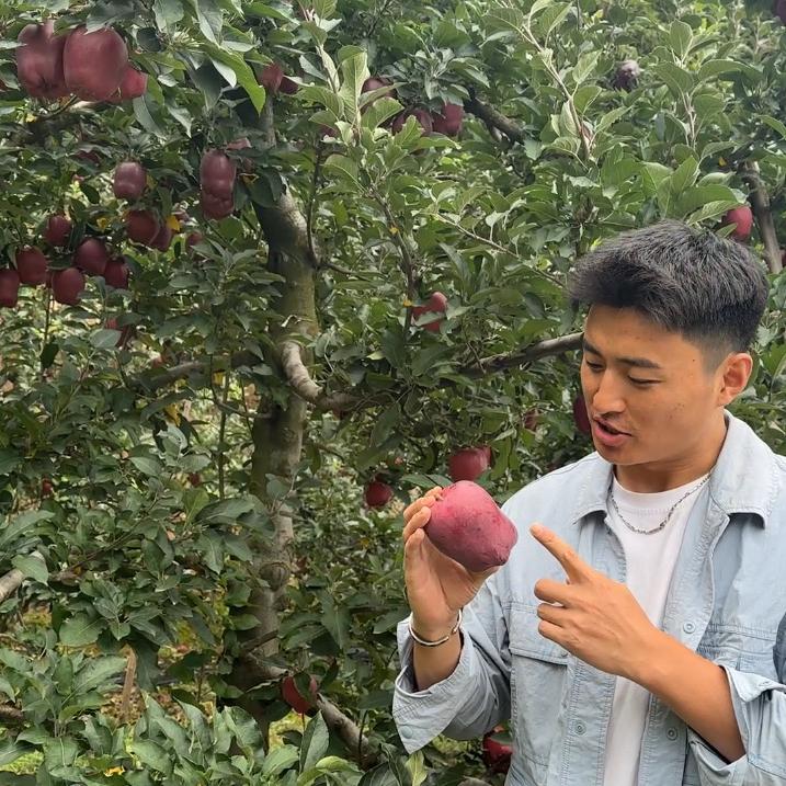 花牛苹果直达