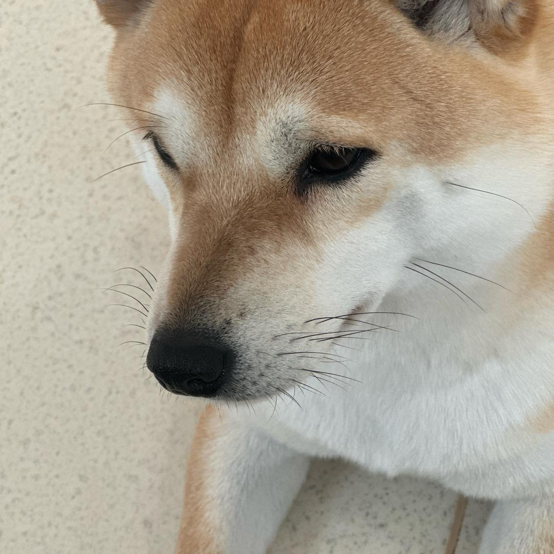Yell
