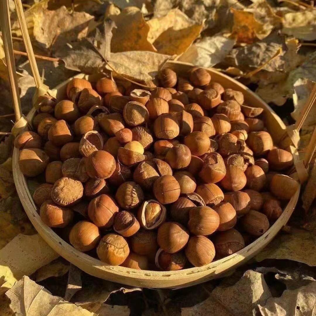 小洋榛子干果