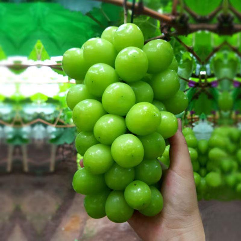 绿友果树苗木专营店