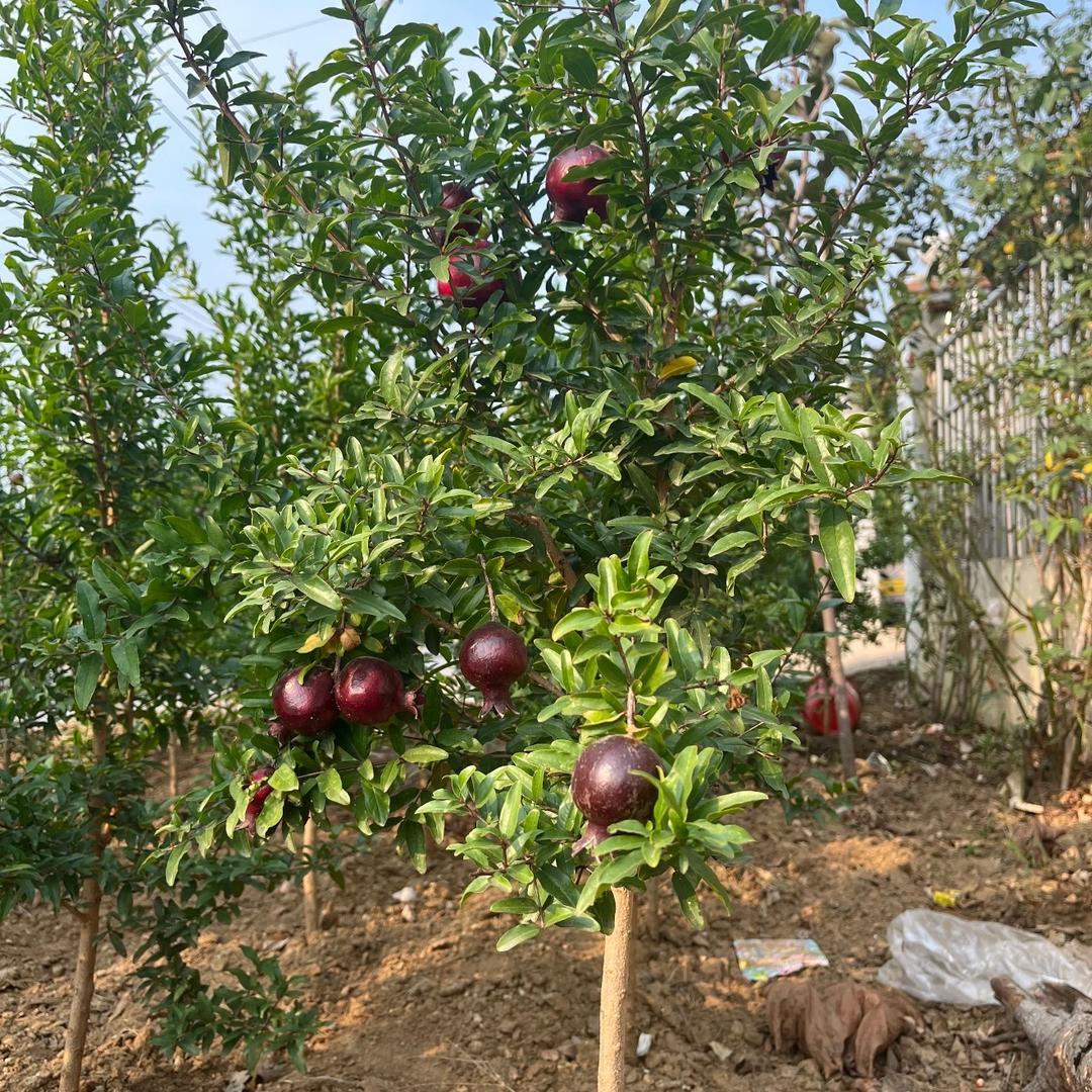 七叶岛亚飞果树苗木专卖店