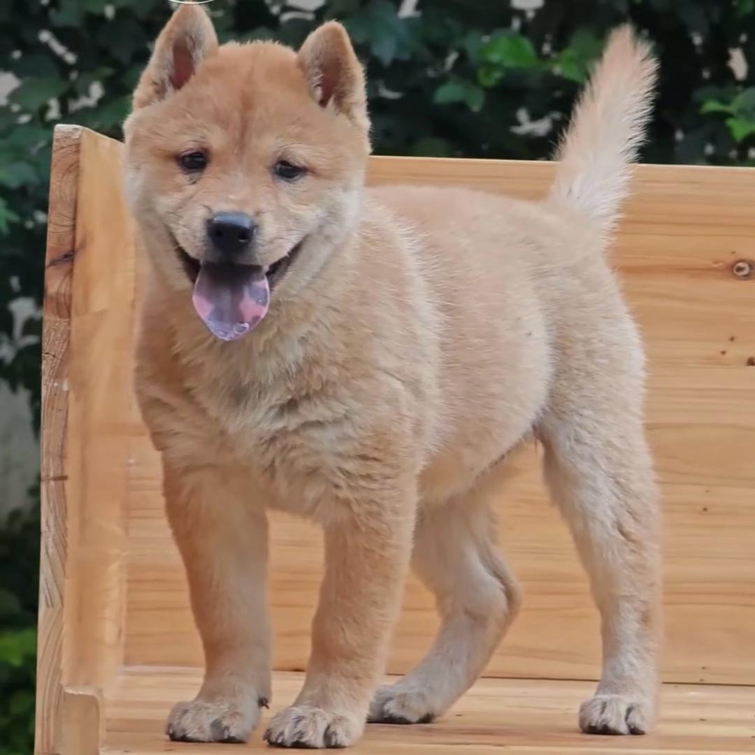 黄狗白面田园犬