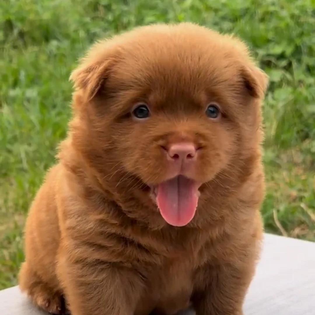 中意田园犬直播1️⃣号