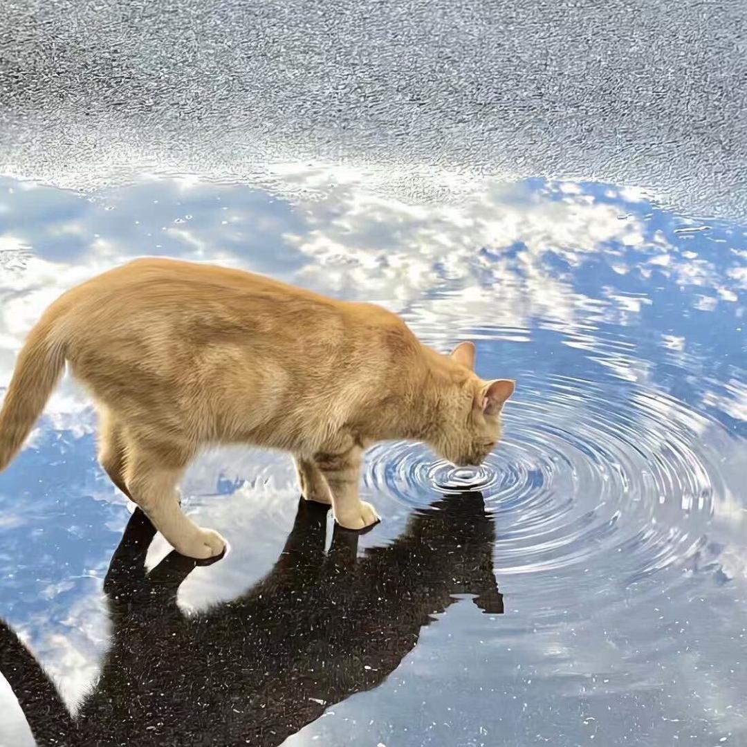 南下羊