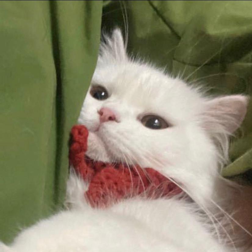 -猫猫冰-