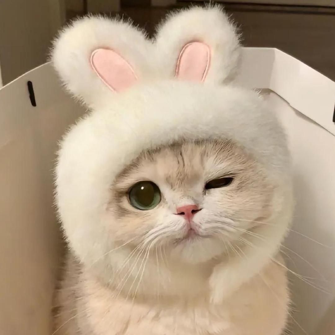 一只想飞的猫