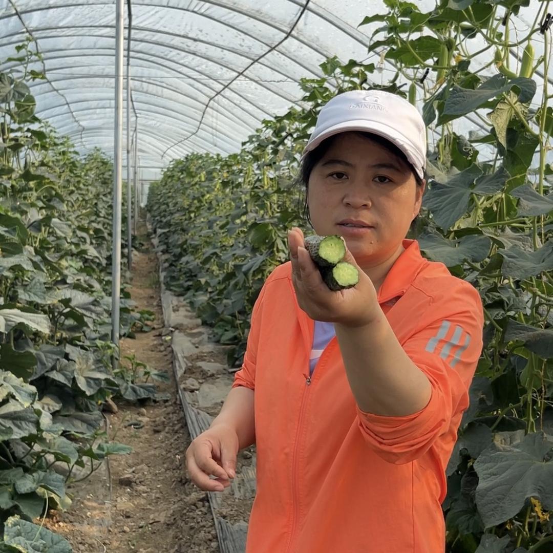 北郎中蔬菜种植基地1