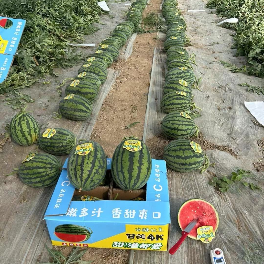 佛山市冰糖公主甘美4 K