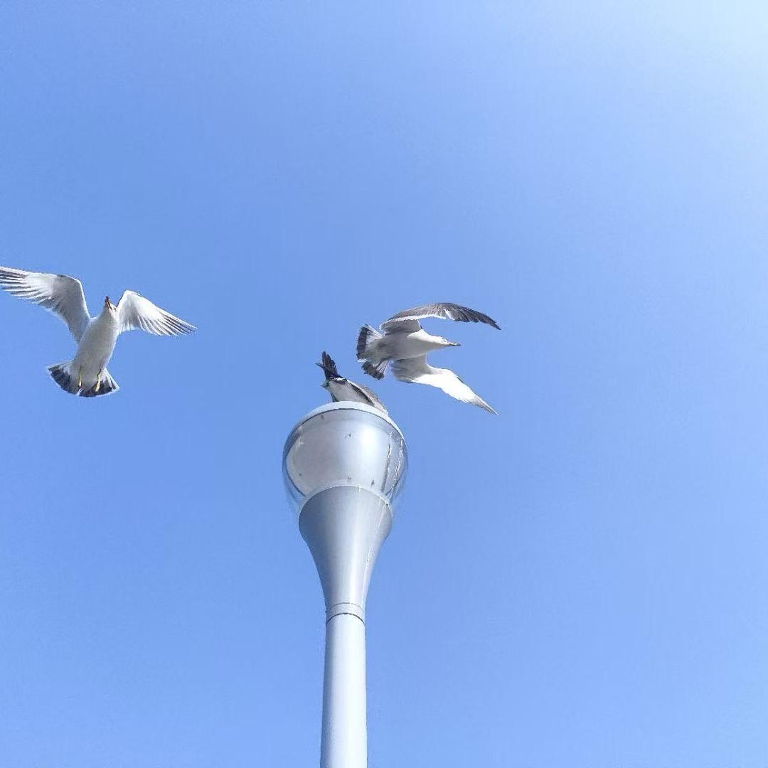谁剪了我网线