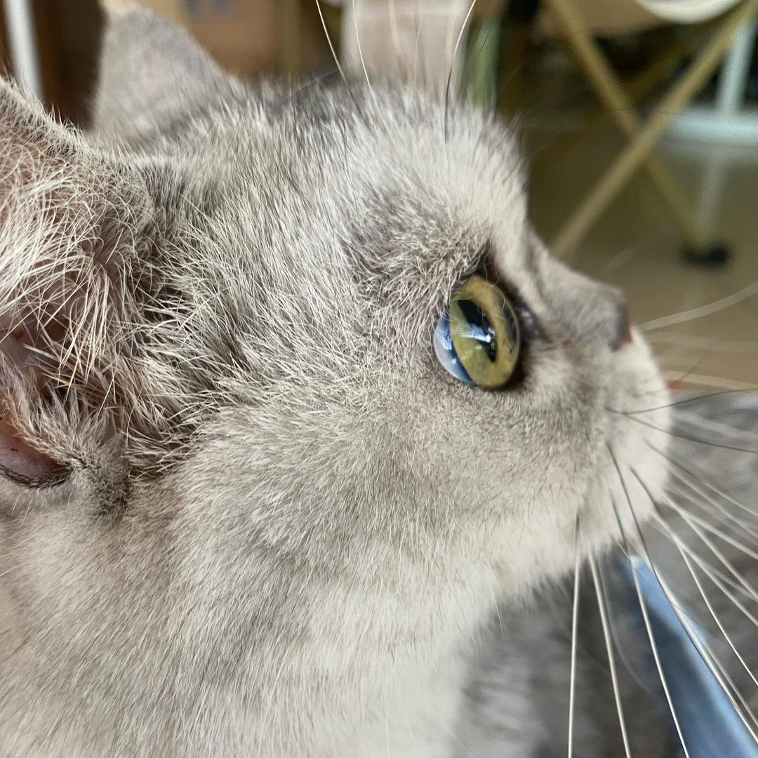 小猫的日常