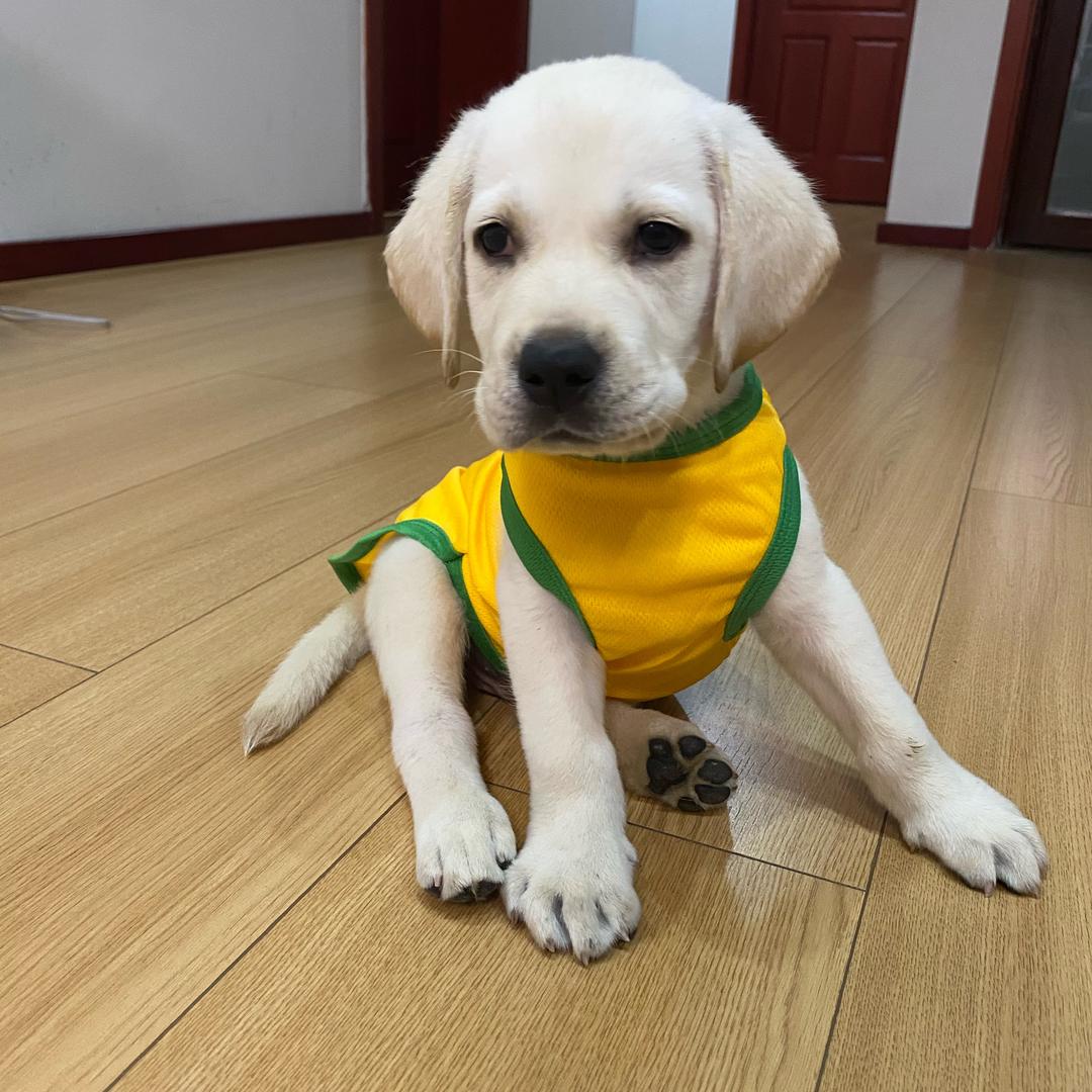 艳艳和帅帅一起养🐶（旺财）
