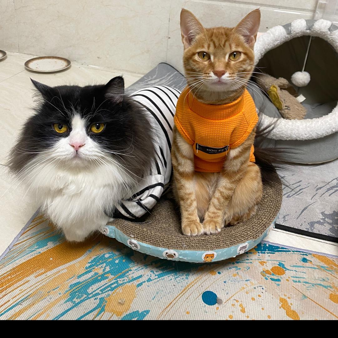 🍂  🐢 柒七🍃