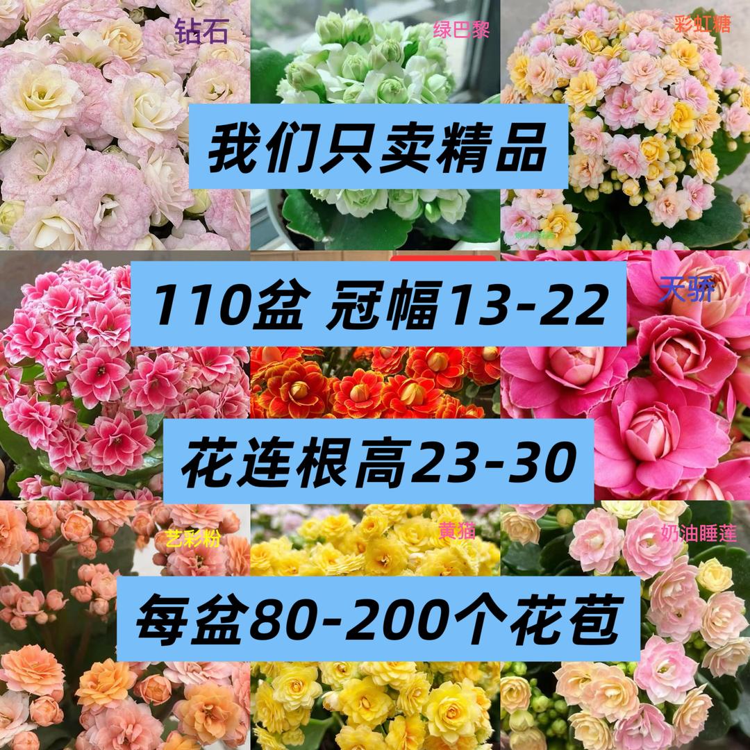 长寿花坊